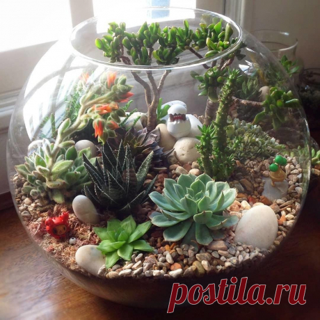 Садик из суккулентов