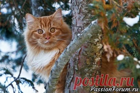 Великие о кошках - запись пользователя Елена в сообществе Болталка в категории Истории в картинках