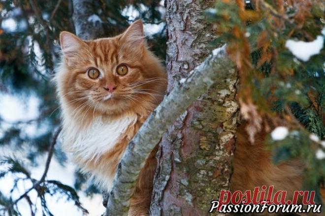 Великие о кошках - запись пользователя Елена в сообществе Болталка в категории Истории в картинках