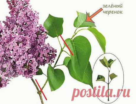 5 проверенных способов размножения сирени
