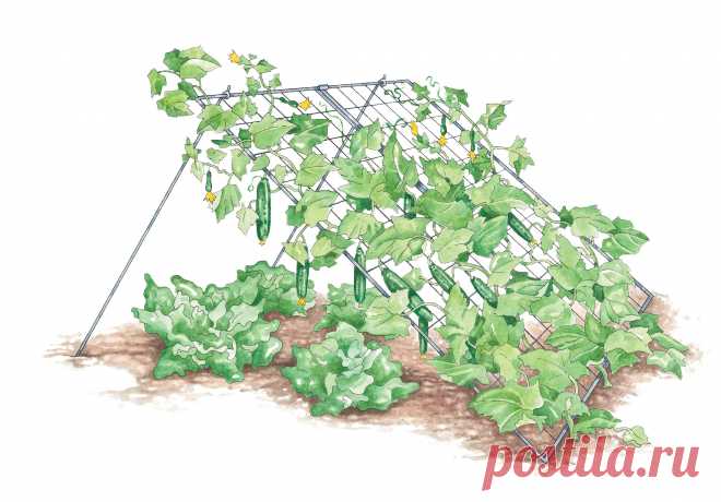 Я выращиваю огурцы так! А как ты?.