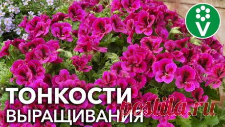 Фантастическое Цветение Пеларгонии возможно только при таком уходе! | Procvetok | Дзен