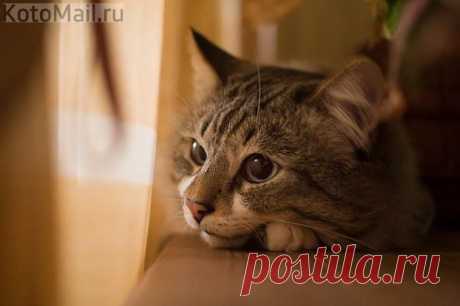 Лучшее | KotoMail.ru