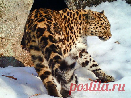 Одна из самых редких кошек в мире попала на видео — National Geographic Россия