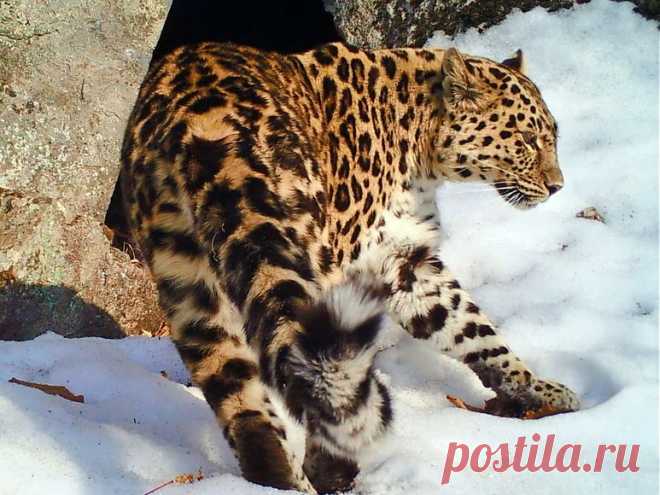 Одна из самых редких кошек в мире попала на видео — National Geographic Россия