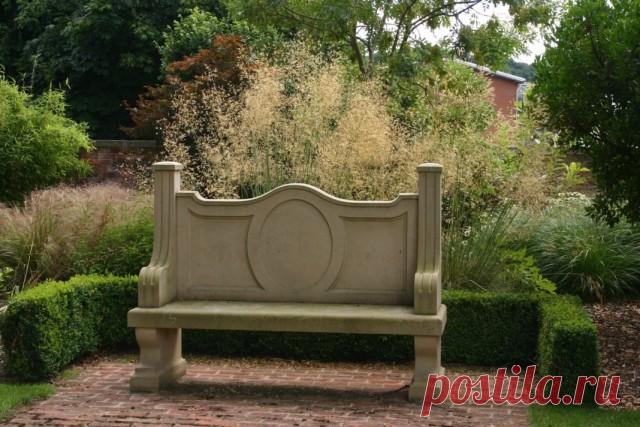 Ковыль гигантский (Stipa gigantea).