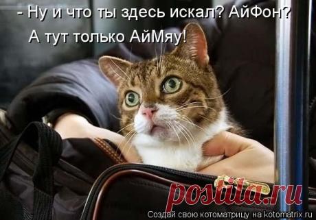 Свежая котоматрица поднимет настроение