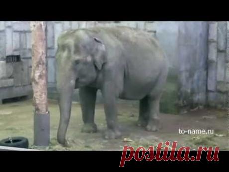 Слон - звериный гороскоп