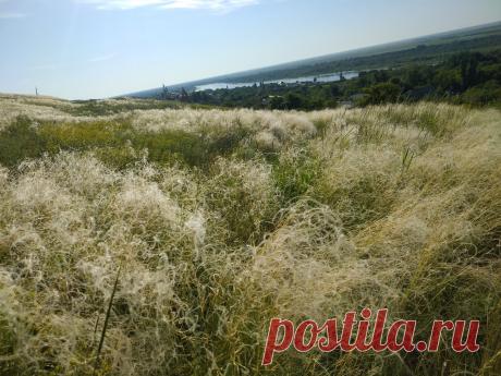 Ковыль зацвел.