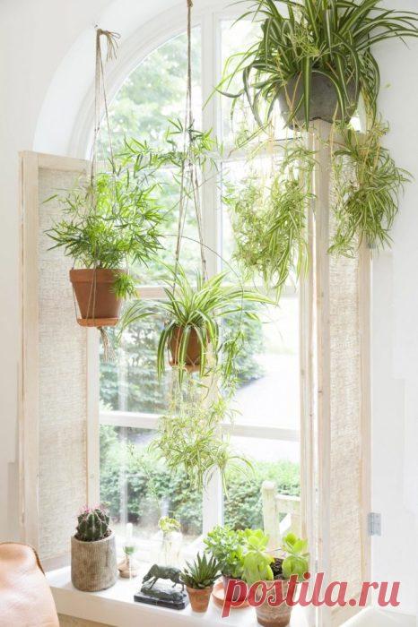 Как с помощью комнатных растений украсить дом