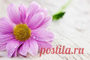 Цветы - обои на рабочий стол. Обои для андроид бесплатно.