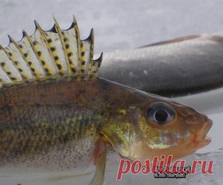 Зимняя ловля к / Богатая добыча