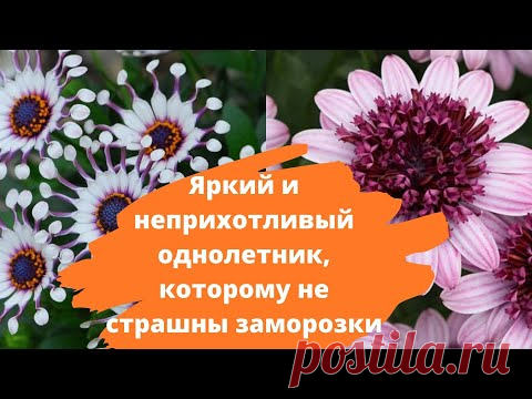 Яркий и неприхотливый однолетник, которому не страшны заморозки - ОСТЕОСПЕРМУМ