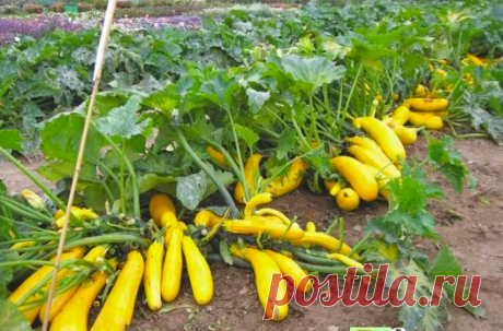 Ранние кабачки — Мир интересного