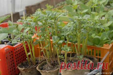 КАК ВЫРАСТИТЬ КАРТОФЕЛЬ ИЗ СЕМЯН
