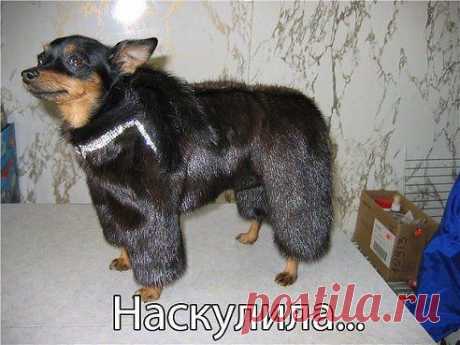 УРЖАТЬСЯ (16+)
Ох,уж эти ....женщины.....))))))