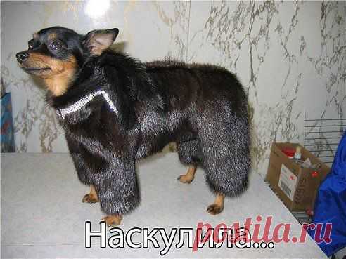 УРЖАТЬСЯ (16+)
Ох,уж эти ....женщины.....))))))