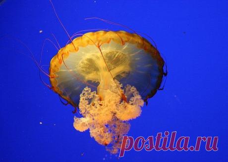 Живая природа