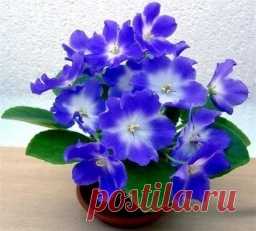 Секреты пересадки фиалок - Садоводка