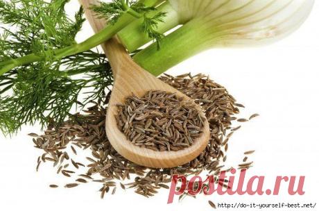 Фенхель.