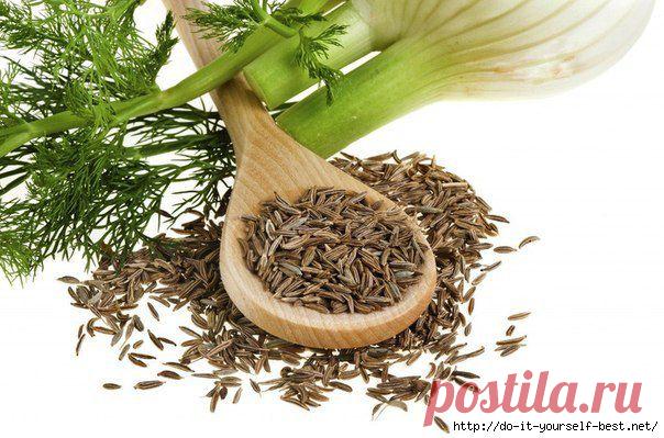 Фенхель.