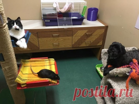 Это неразлучное звериное трио рушит все стереотипы о дружбе