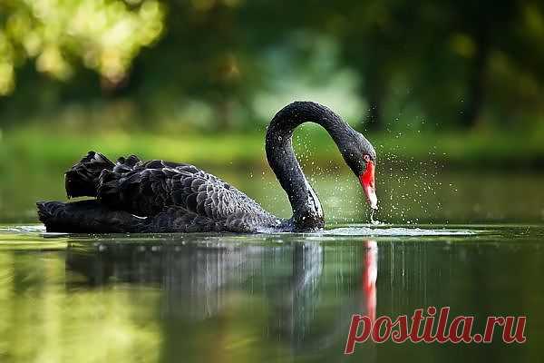 Редкие животные, дикие животные, необычные животные и мифические животные