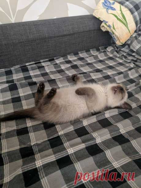 Милые малыши-котята растопят ваше сердце