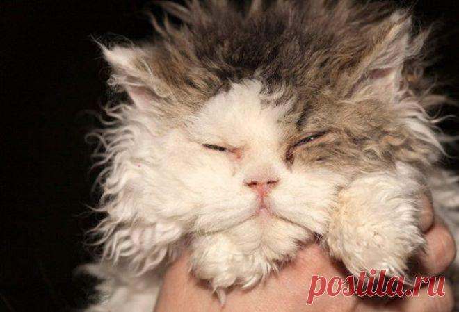 25 самых необычных пород кошек