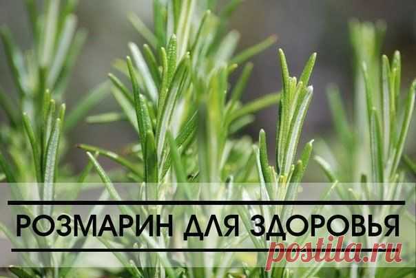 15 проблем, с которыми справляется розмарин