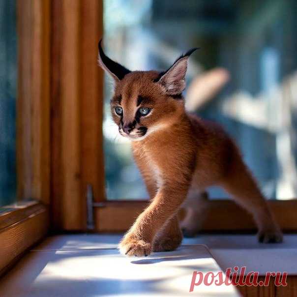 Котенок каракала. Автор фото: Сергей Полушко.