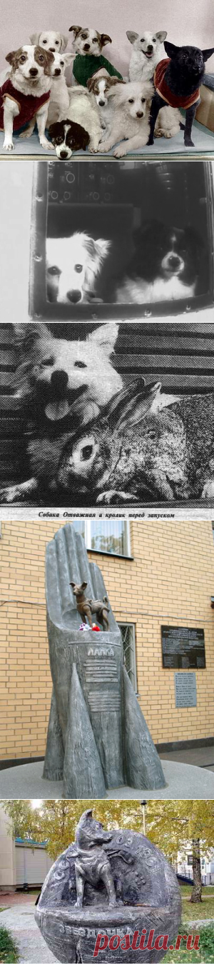 Как собаки и обезьяны прокладывали человечеству путь в космос? Из подворотни на орбиту... | Культура, искусство, история