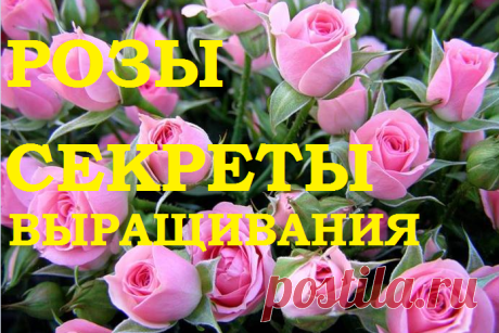 Роза. Секреты выращивания. — 6 соток