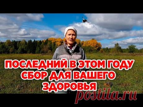 ОСЕНЬ СБОР ЛЕКАРСТВЕННЫХ РАСТЕНИЙ ЯГОД И ПЛОДОВ