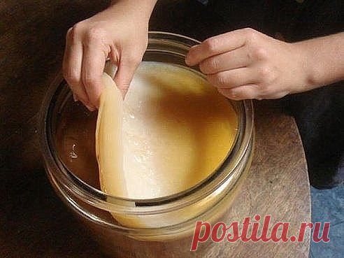 чайный гриб с нуля
