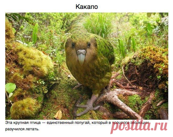 Животные и насекомые о которых вам не рассказывали