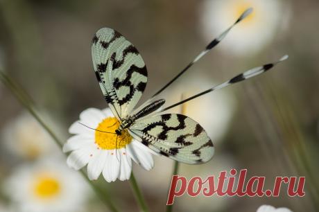 Nemoptera sinuata dwarsbandwimpelstaart