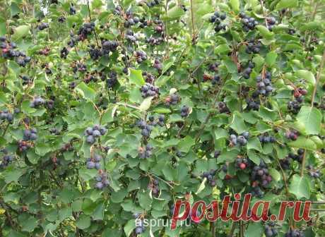 Основные способы переработки ягод ирги - Садоводка