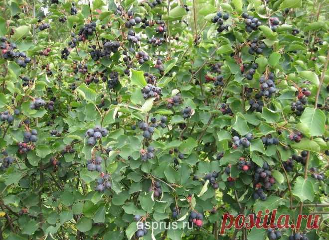 Основные способы переработки ягод ирги - Садоводка