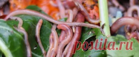 ЧЕРВЯТНИК: кто перерабатывает ваш мусор Червятник (Worm Farms, червячная ферма) - отличный способ переработать бытовые и пищевые отходы в одно из лучших доступных садовых удобрений! Поддерживать червячную ферму очень легко, это требует очень мало времени и усилий, и вы можете создать червячную ферму в самых маленьких местах, например на балконах или во дворах.