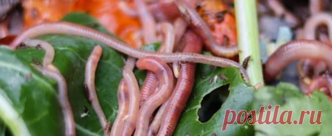 ЧЕРВЯТНИК: кто перерабатывает ваш мусор Червятник (Worm Farms, червячная ферма) - отличный способ переработать бытовые и пищевые отходы в одно из лучших доступных садовых удобрений! Поддерживать червячную ферму очень легко, это требует очень мало времени и усилий, и вы можете создать червячную ферму в самых маленьких местах, например на балконах или во дворах.