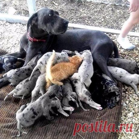 "Вот она, наглая рыжая морда!"
#юмор4you