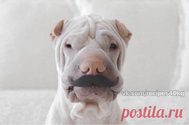 А вот эму идут складочки ❤😃 / Всё за еду!