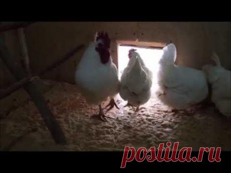 Самые выгодные куры в хозяйстве!