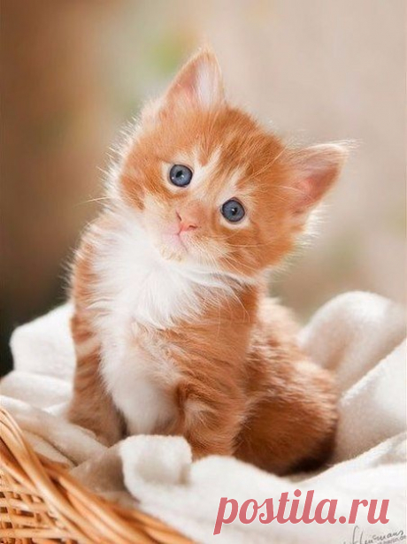 Коты – это ценнейший ресурс. Они уют вырабатывают