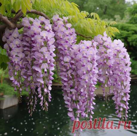 Wisteria/Глициния
- это название цветка и растения, которое происходит от латинского слова. 
Во многих культурах wisteria ассоциируется с красотой, изобилием и очарованием. 
Это красивое растение с гроздьями фиолетовых или розовых цветов, которые зачастую используются для украшения садов и дворов.