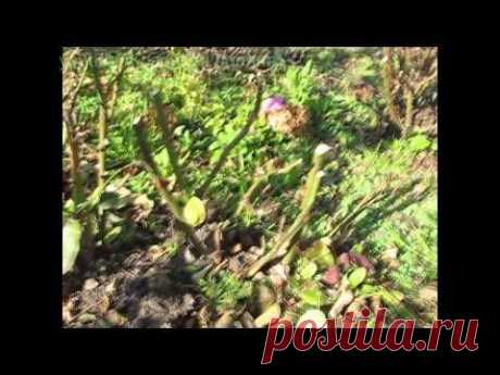 Как обрезать розы и укрыть на зиму, наш проверенный способ обрезки роз