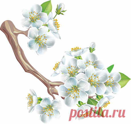 рисунки цветущих яблонь — Яндекс: нашлось 3 млн результатов