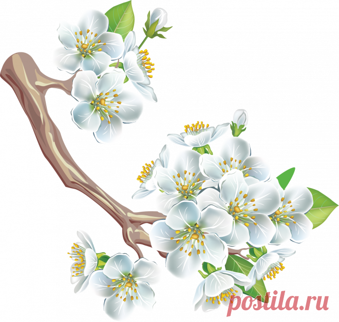 рисунки цветущих яблонь — Яндекс: нашлось 3 млн результатов