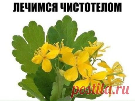 У чистотела есть одна очень интересная особенность. Он сразу отыскивает корень болезни. Если сок или порошок поместить на биологически активную точку, то наблюдается мгновенная трансформация, перенос его к источнику болезни.

У нас чистотел нередко называют русским женьшенем. Применять его можно в виде сока, отвара, настойки, экстракта. О целебных свойствах чистотела люди знают с древнейших времен. 

Для лечения глазных болезней нужно варить сок чистотела с медом в соотнош...